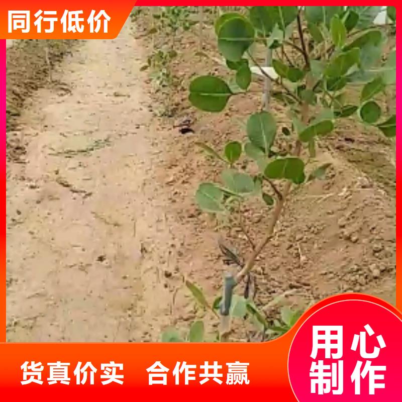 开心果奶油草莓品质服务