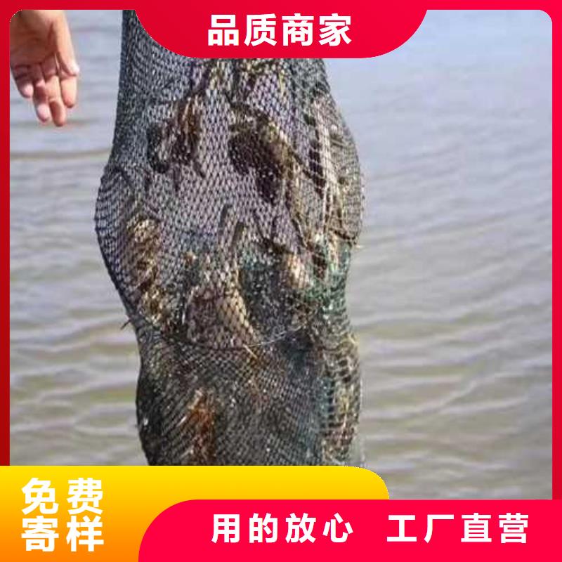 鲜活特大螃蟹专卖点