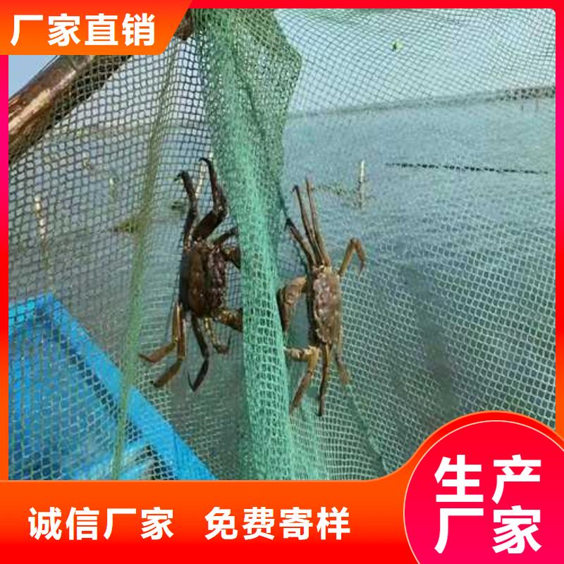 大闸蟹今日价格