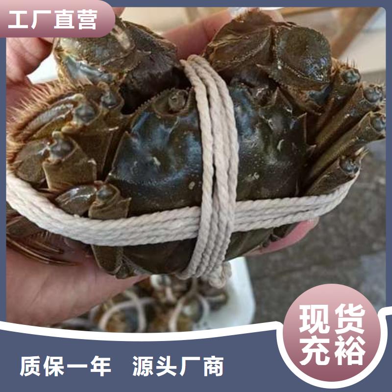 加工定制陽澄湖大閘蟹