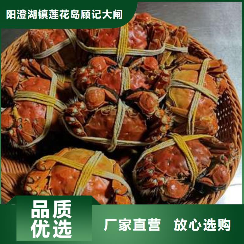【圖】陽澄湖大閘蟹批發