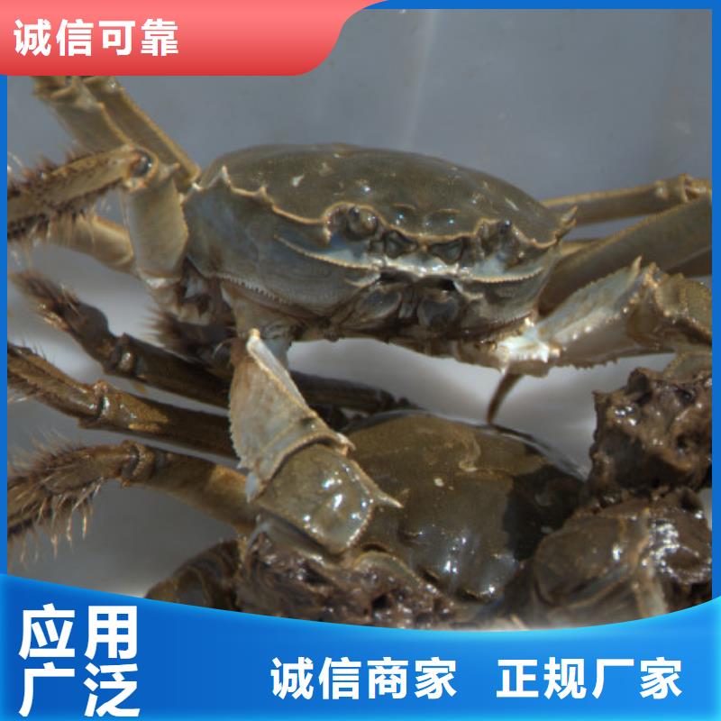 新產品：陽澄湖大閘蟹采購