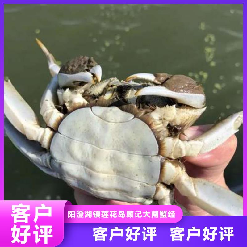 阳澄湖大闸蟹价格从优