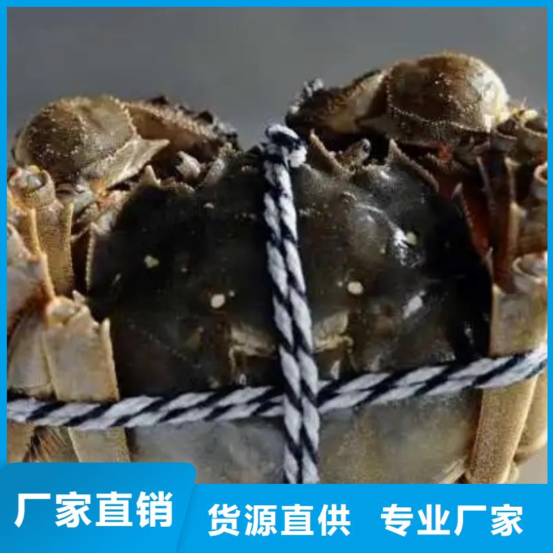 現(xiàn)貨供應(yīng)陽澄湖大閘蟹的廠家