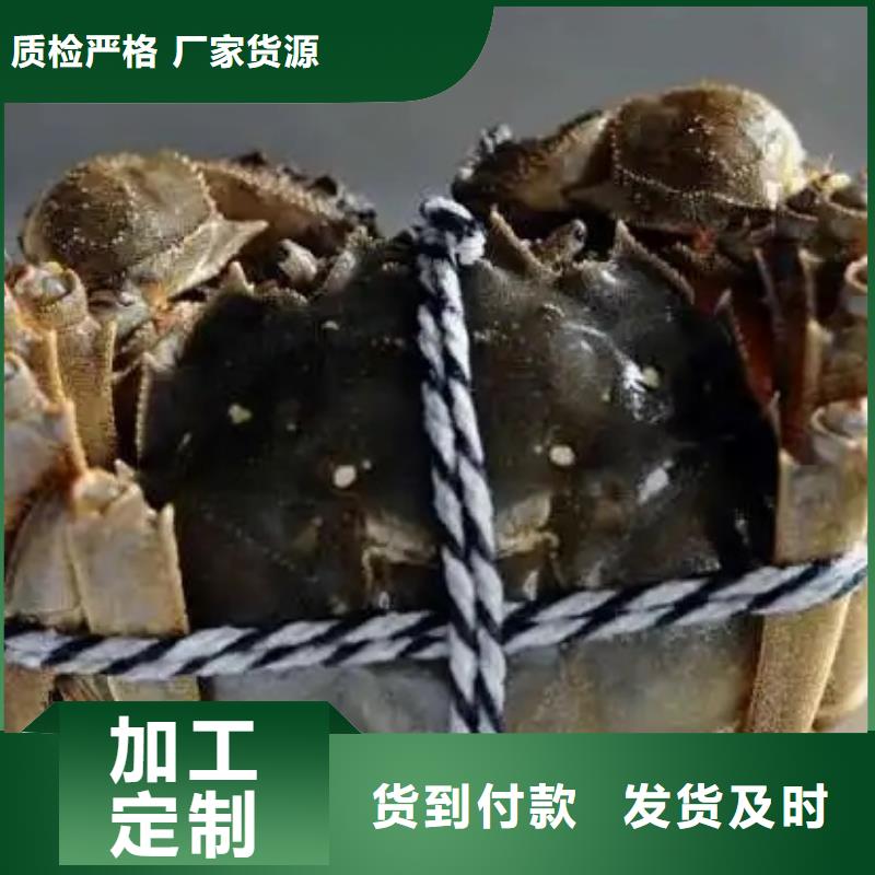 阳澄湖大闸蟹品质高于同行