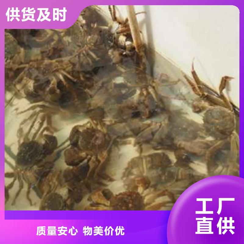 阳澄湖大闸蟹供应厂家