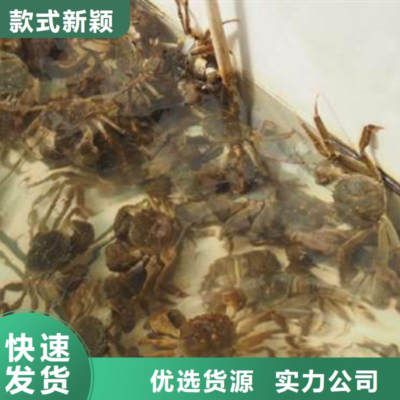 阳澄湖大闸蟹按需定做