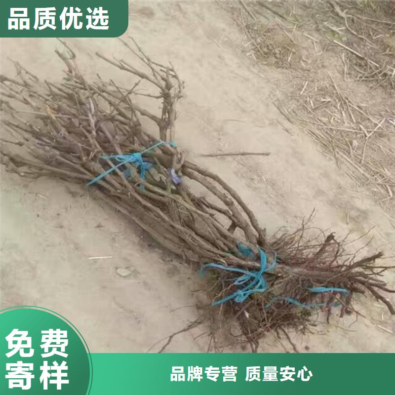 紅寶石葡萄苗批發