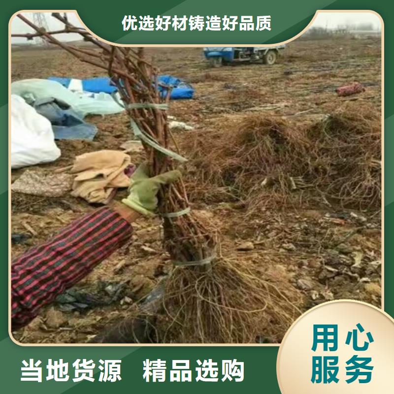 晚熟葡萄樹苗品種齊全