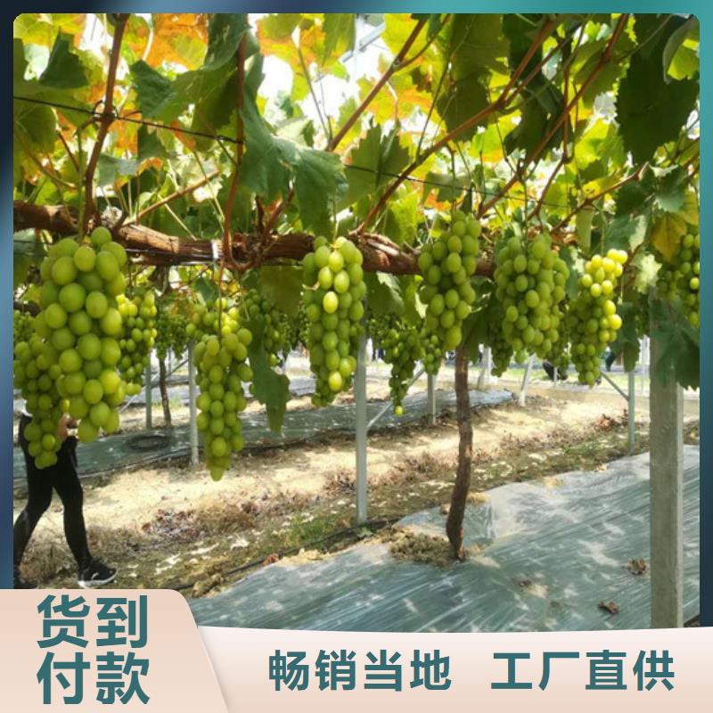紅寶石葡萄苗批發