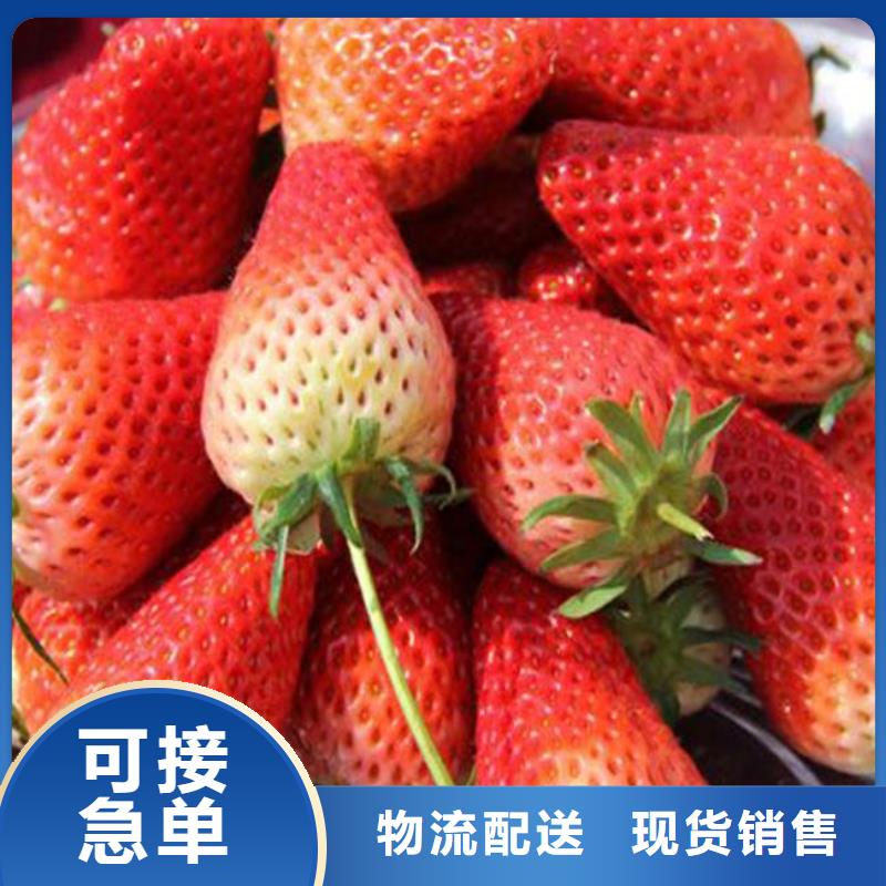 草莓苗葡萄苗厂家实力雄厚