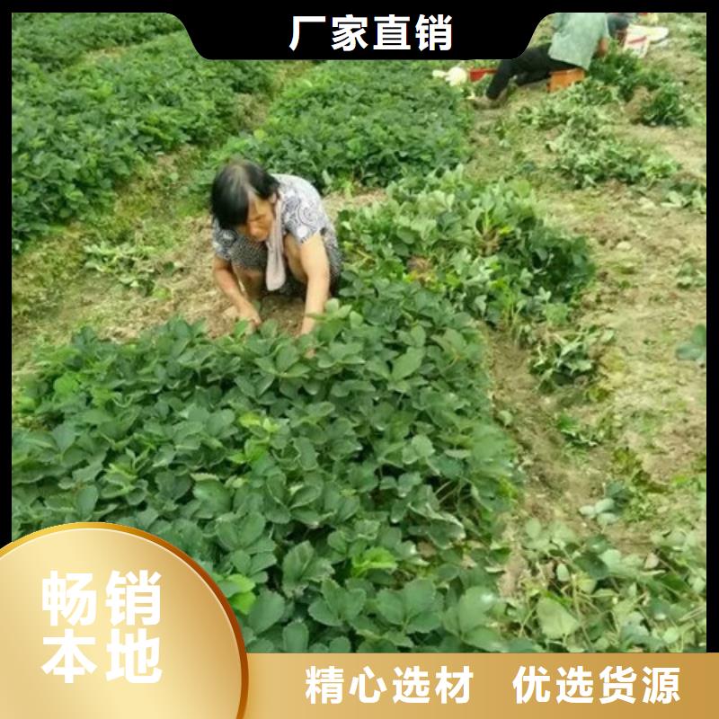 草莓苗红油香椿树苗专注品质