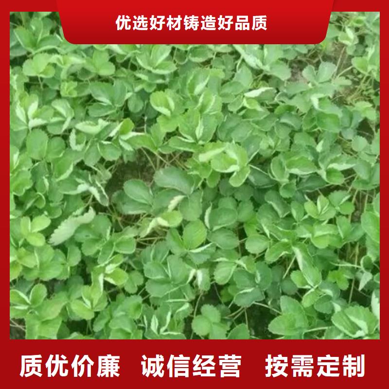 草莓苗_陽光玫瑰葡萄樹苗工期短發(fā)貨快
