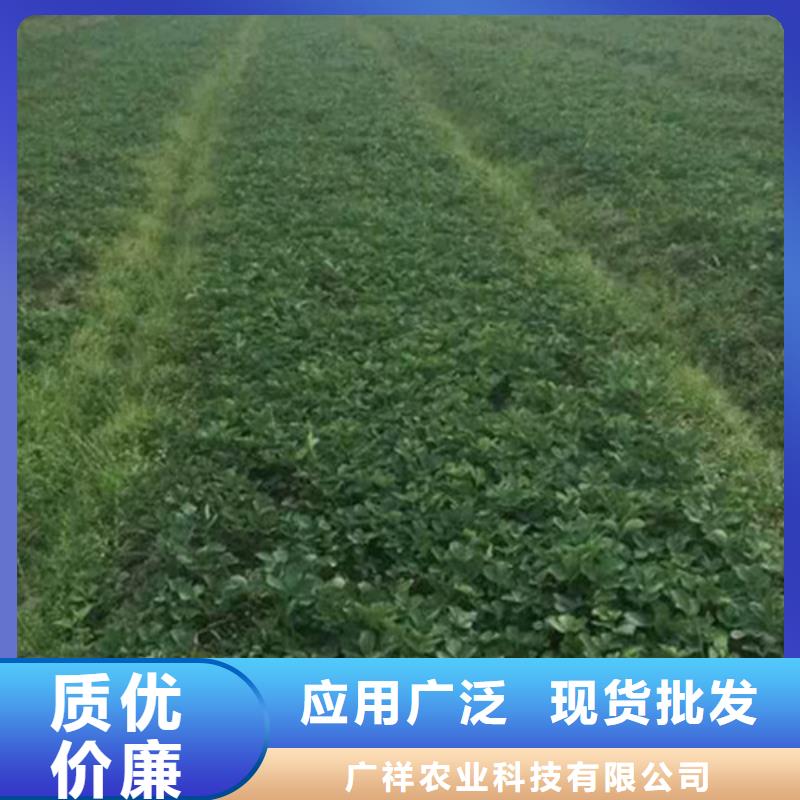哪里買紅99草莓苗，紅99草莓苗2025已更新(今天/動態(tài))
