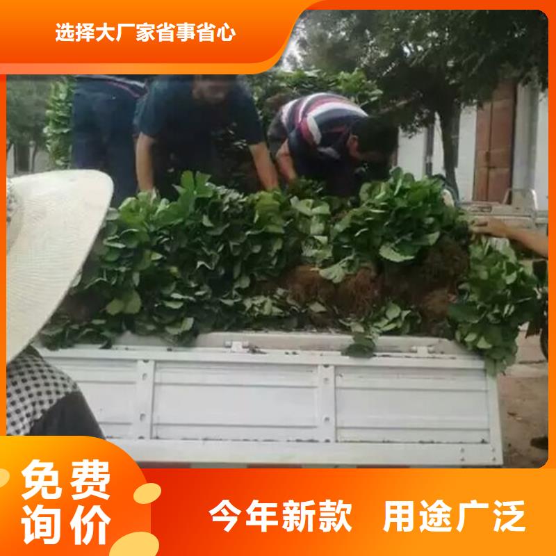 草莓苗-苹果苗好品质售后无忧