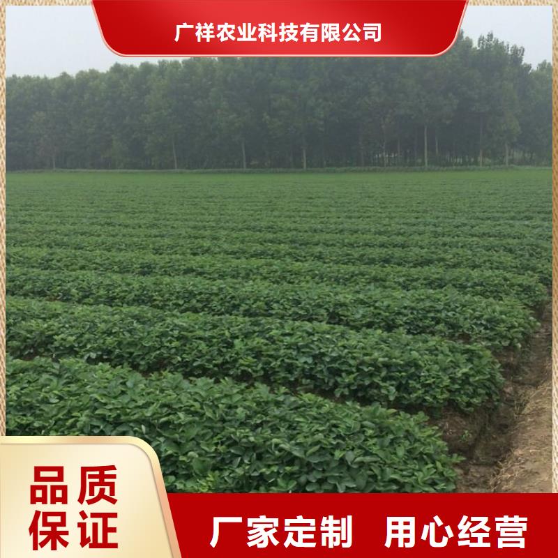 寧玉草莓苗