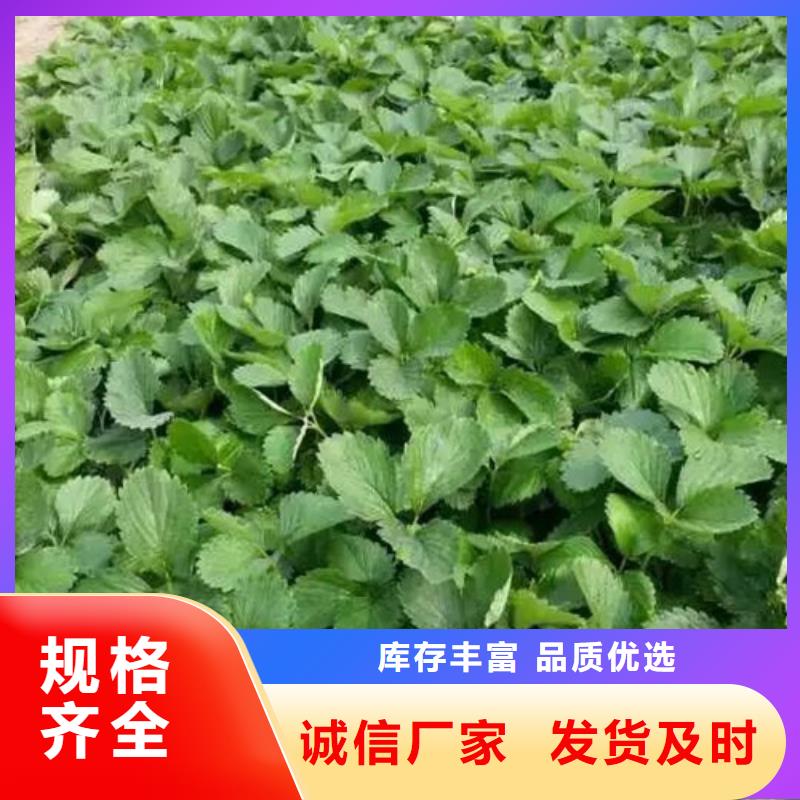 草莓苗桃树苗基地规格齐全实力厂家