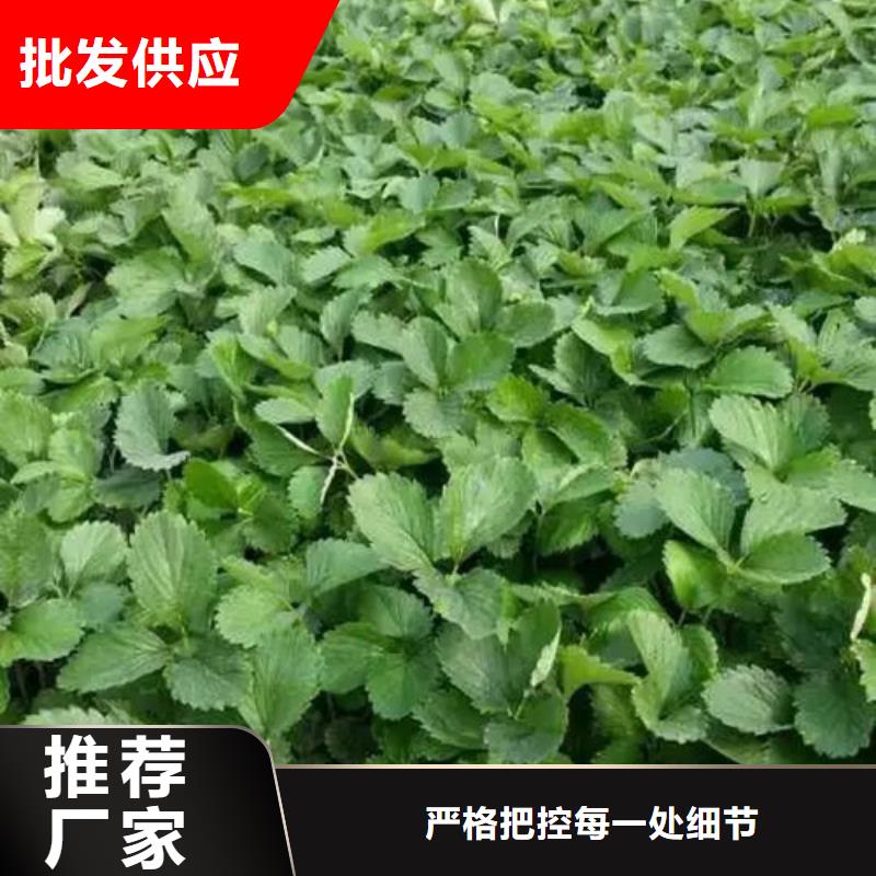 妙香草莓苗實力廠家放心選擇！