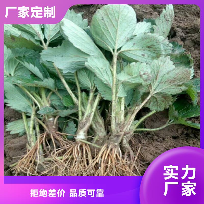 白果草莓苗基地批發