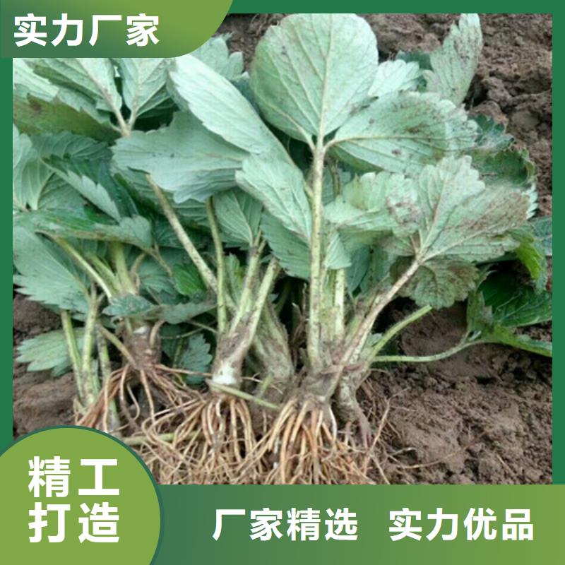 草莓苗草莓苗價(jià)格批發(fā)貨源