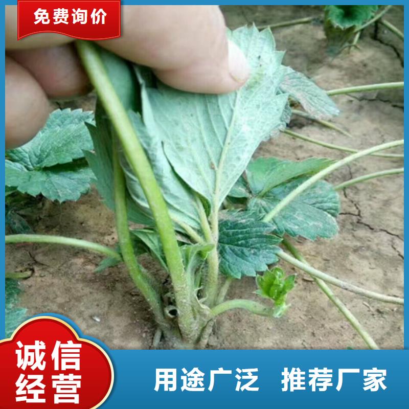 草莓苗【青苹果树苗】优质工艺