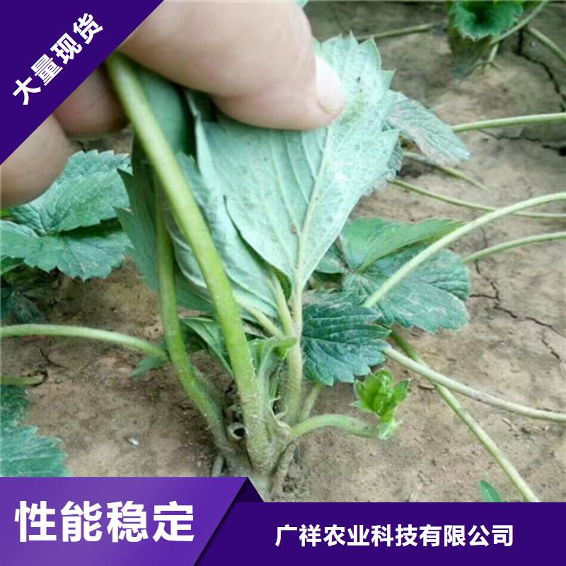 草莓苗草莓苗價(jià)格批發(fā)貨源
