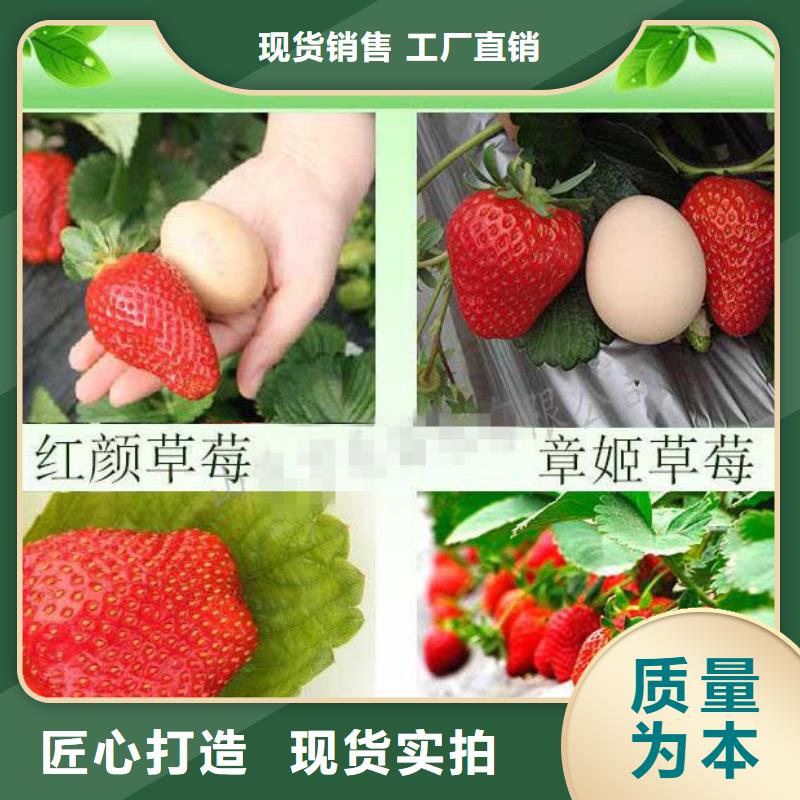 紅頰草莓苗2025已更新(今日/動態)