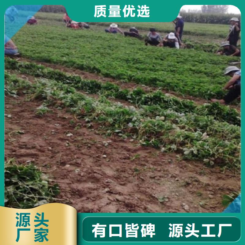 紅顏草莓苗培育
