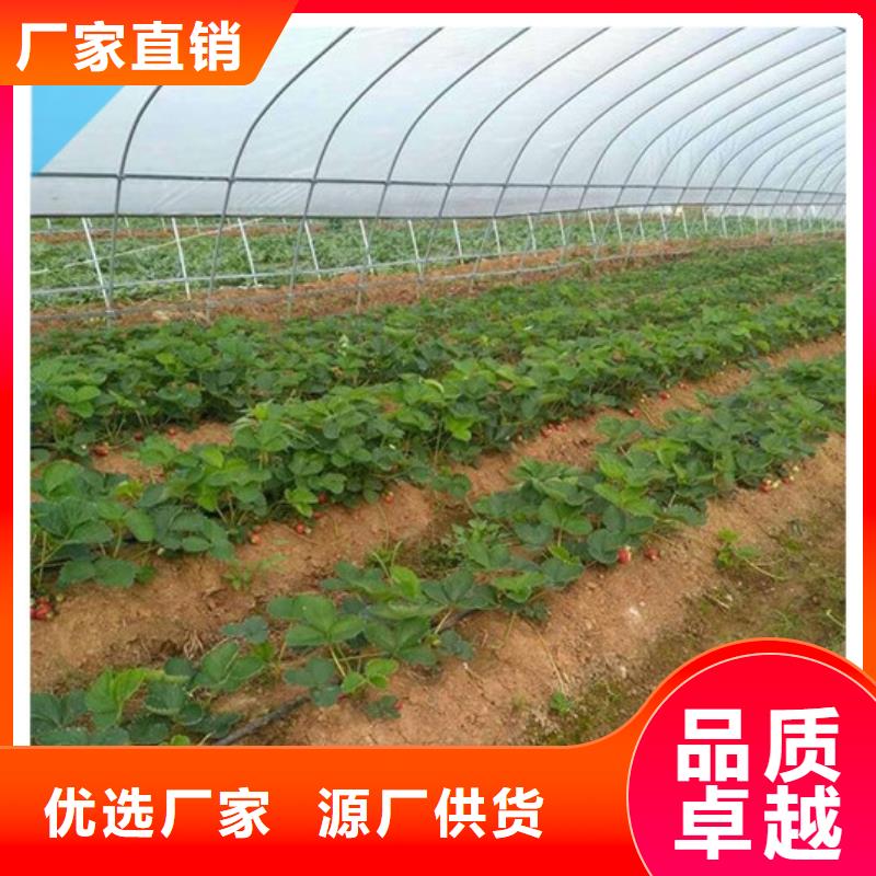 草莓苗-葡萄苗安装简单