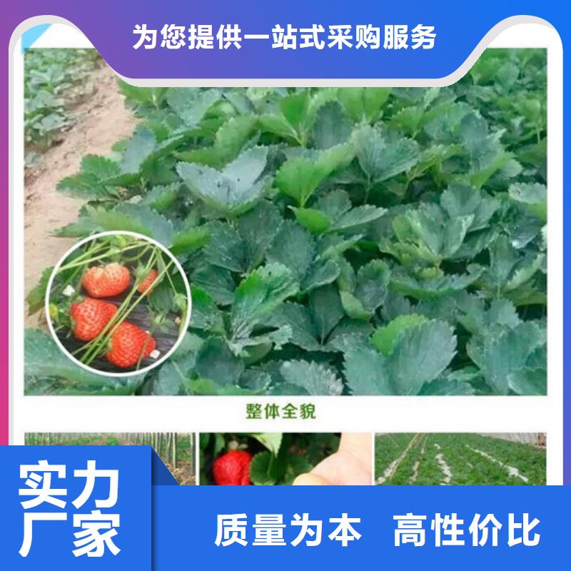 圣誕紅草莓苗價格多少
