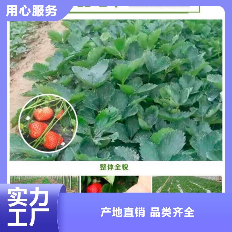 【圣誕紅草莓苗】廠家