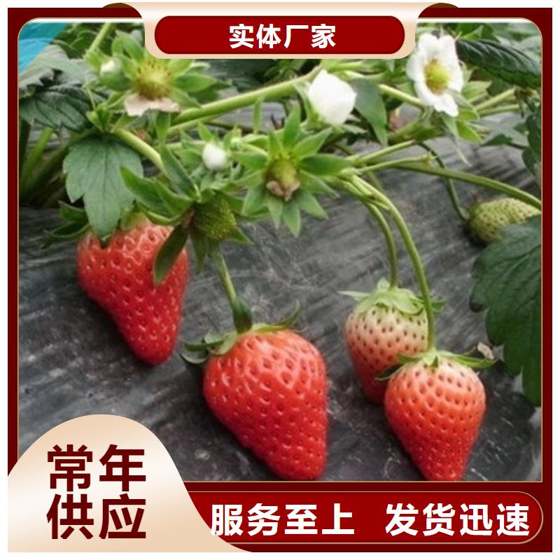 基地批發隋珠草莓苗，隋珠草莓苗哪里好