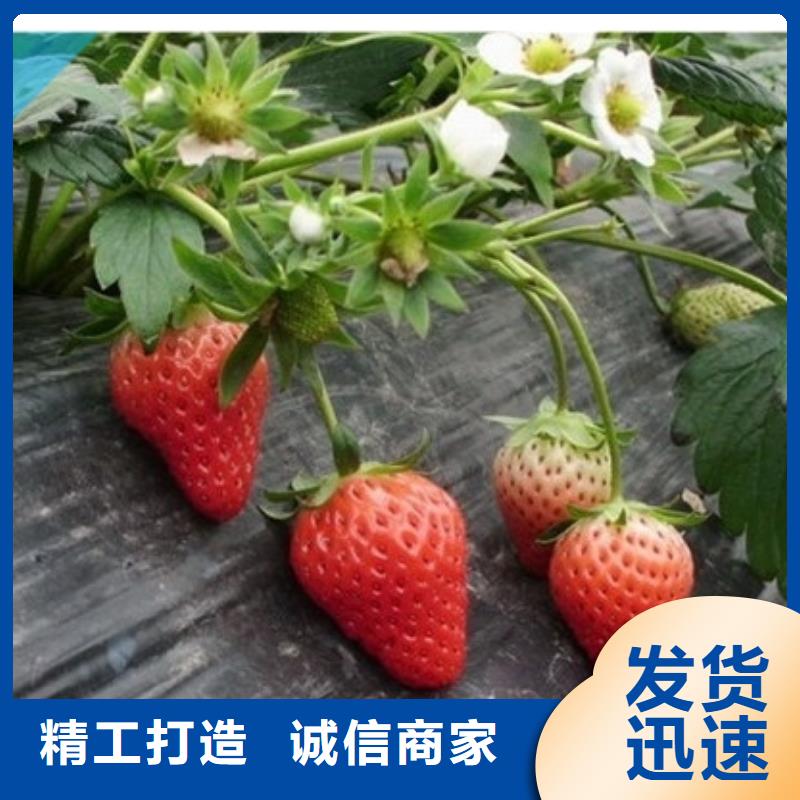 【草莓苗_黄金苹果树苗基地厂家直销】