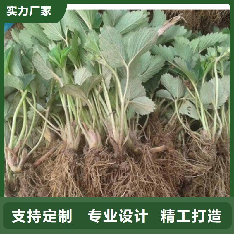草莓苗無花果樹苗一件也發貨