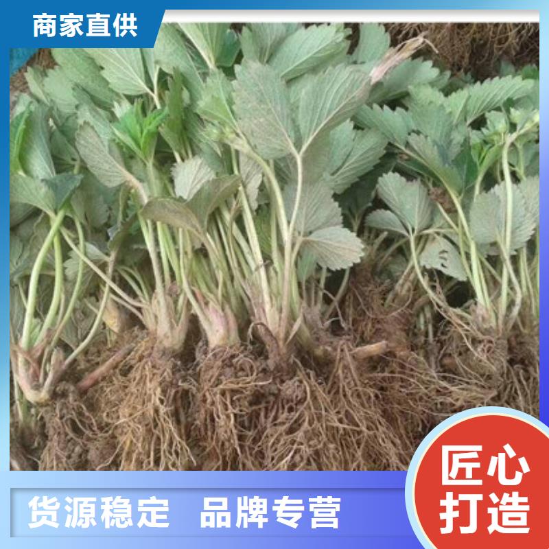 草莓種苗廠家供應(yīng)