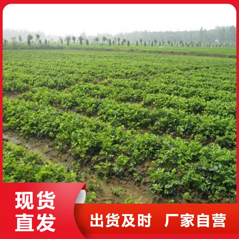 草莓苗_梨樹苗型號齊全