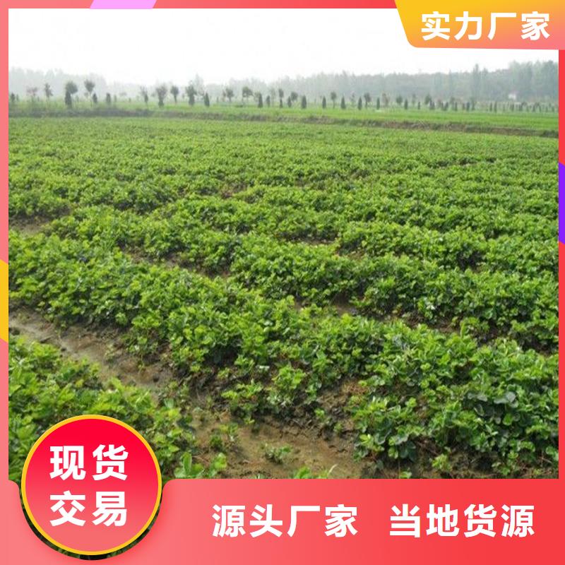 妙香草莓苗價格多少