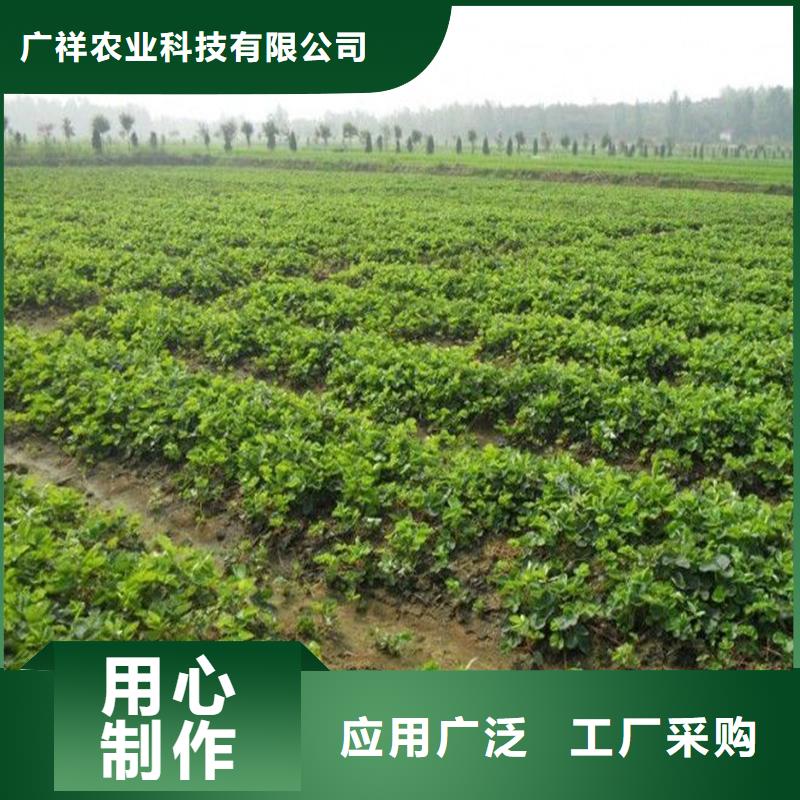 草莓苗陽(yáng)光玫瑰葡萄樹(shù)苗按需定做
