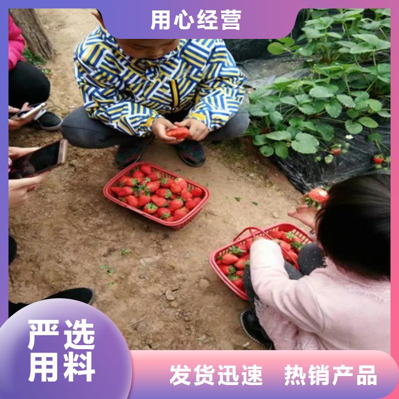 草莓苗油蟠桃树苗现货销售