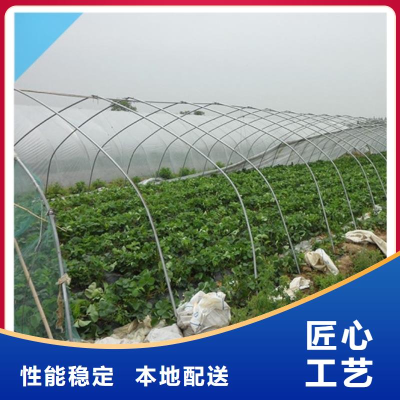 草莓苗_大棚草莓苗擁有多家成功案例