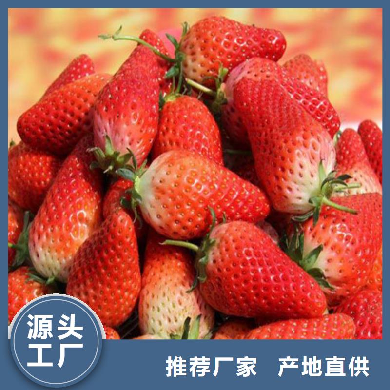 草莓苗 葡萄苗现货充裕