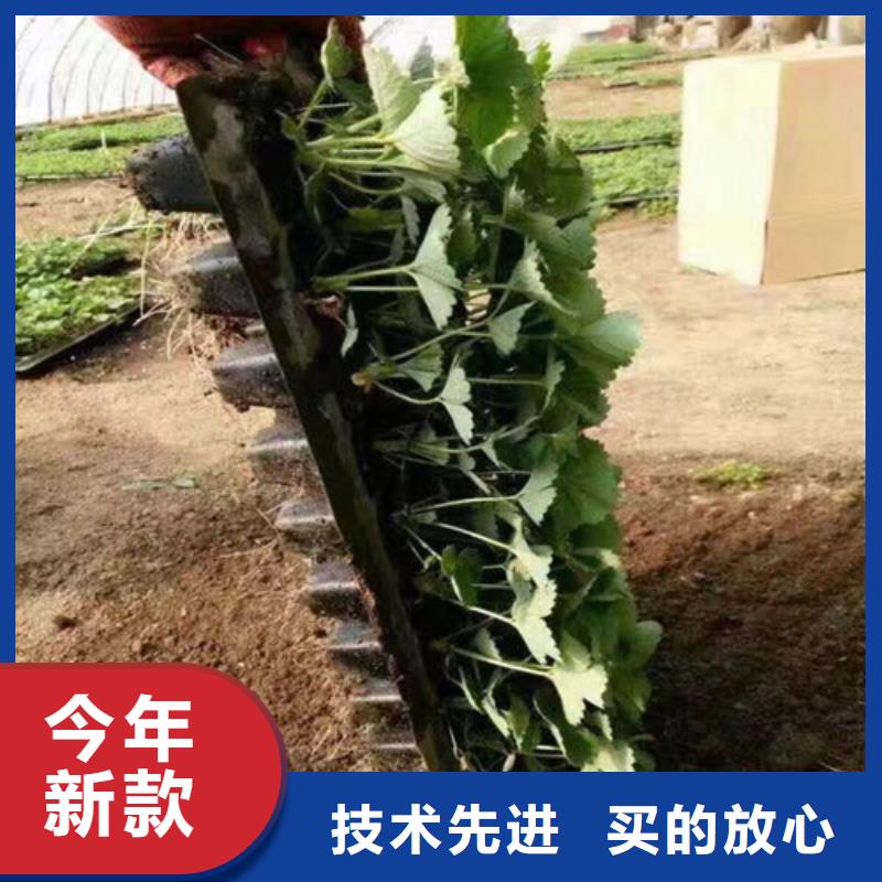 白草莓苗哪里好