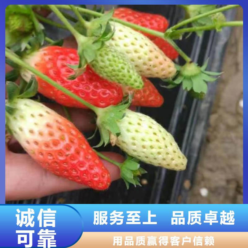 草莓苗品种-草莓苗品种供货商