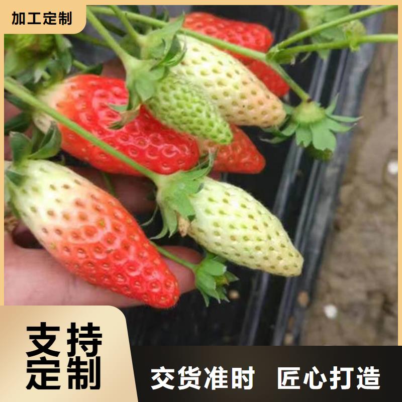 草莓苗蜂糖李子樹苗信譽(yù)有保證