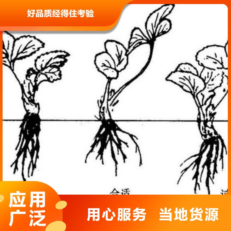 草莓苗-梨树苗基地源厂直销