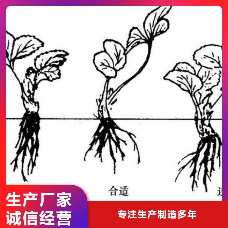 草莓苗藍寶石葡萄苗現貨充裕