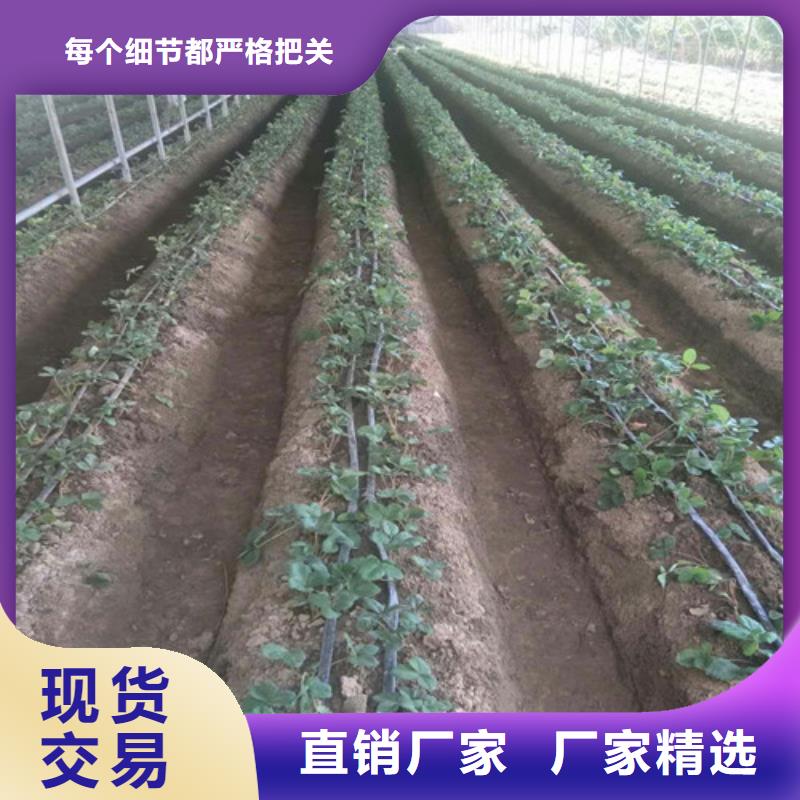 草莓苗葡萄苗自產自銷