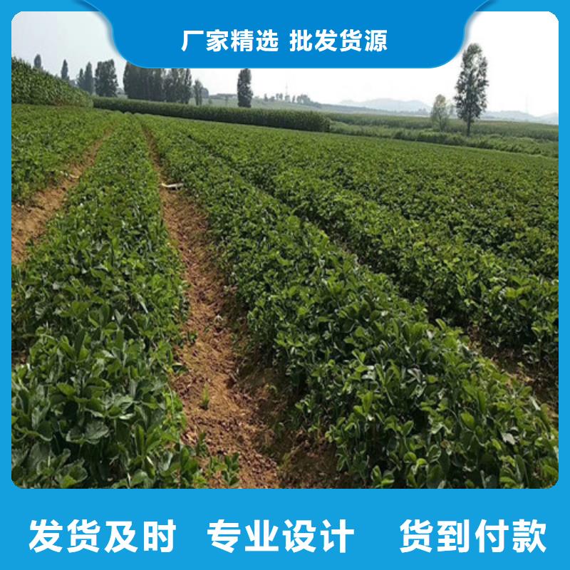 【草莓苗苹果苗加工定制】