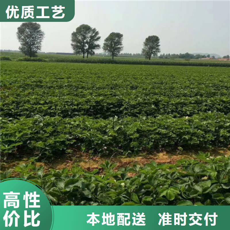 隋珠草莓苗基地批發