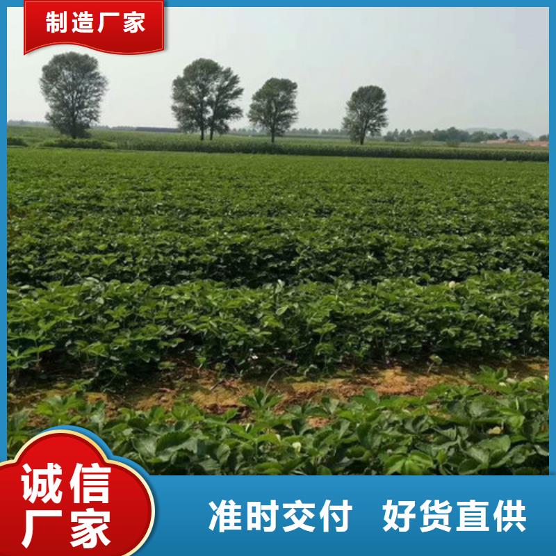 草莓種苗種植條件